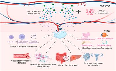 Toxicity of microplastics and nanoplastics: invisible killers of female fertility and offspring health